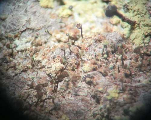 Chaenotheca phaeocephala