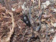 Pterostichus caudicalis thumbnail 4