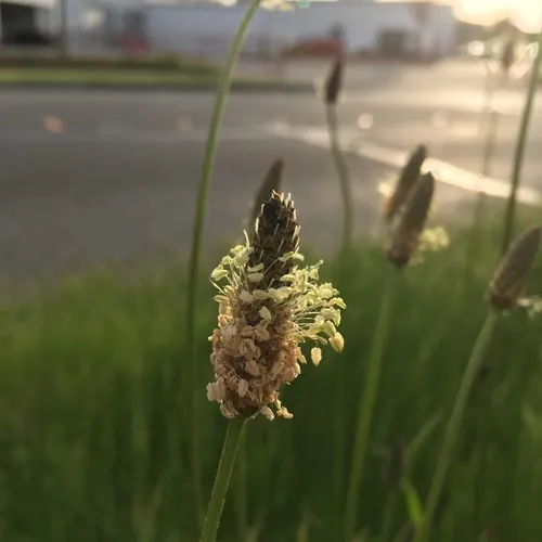 ribwort plantain