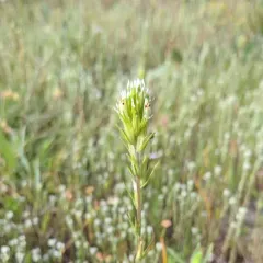 valley tassels thumbnail 1