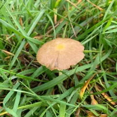 yellow fieldcap thumbnail 3