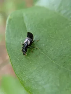 Oxyporus femoralis thumbnail 4