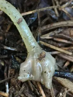 Ptenothrix marmorata thumbnail 4