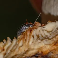 Tomocerus minor thumbnail 3