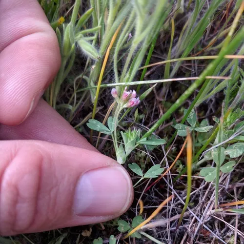 Notchleaf Clover