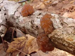 pine jelly thumbnail 2