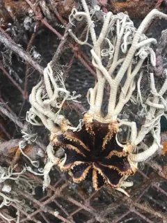 Northern Basket Star thumbnail 3