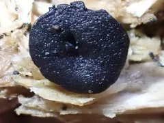 Bulgariella pulla thumbnail 2