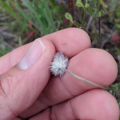 Rancheria clover