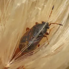 hairy groundbug thumbnail 3
