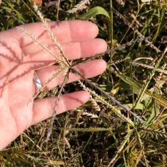 Goose Grass thumbnail 2