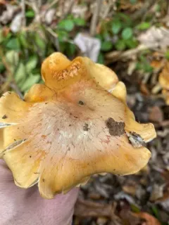 Thaxterogaster turmalis thumbnail 4