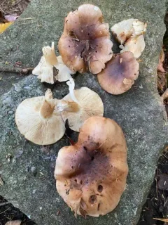 Tricholoma stans thumbnail 1