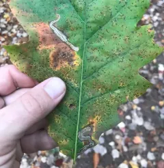 Stigmella quercipulchella thumbnail 4