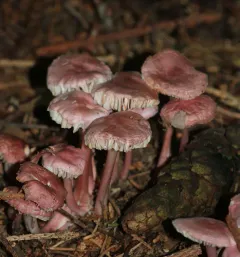 Rosy Bonnet thumbnail 3