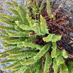 Lemmon's holly fern thumbnail 2