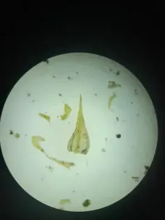 Pseudoleskeella nervosa thumbnail 2