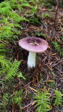Russula placita thumbnail 2