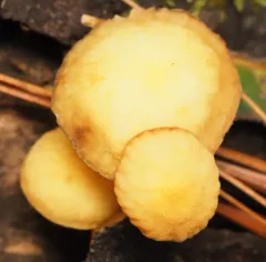 Golden-scruffy Collybia thumbnail 1