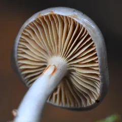 Cortinarius salor thumbnail 3