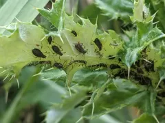 Large Thistle Aphid thumbnail 2