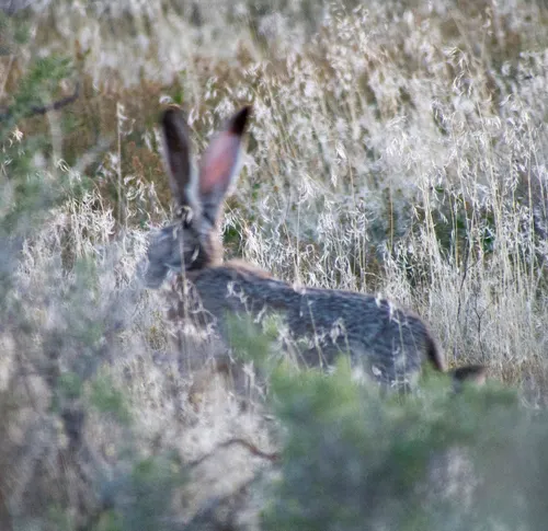 Black-tailed Jackrabbit