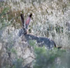 Black-tailed Jackrabbit thumbnail 1