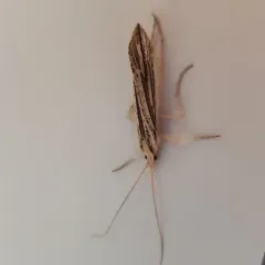 Sod Webworm Moth thumbnail 2