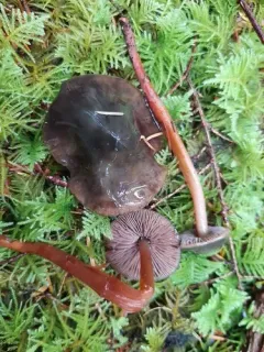 Phaeocollybia fallax thumbnail 1