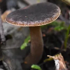 Velvety Milk Cap thumbnail 3