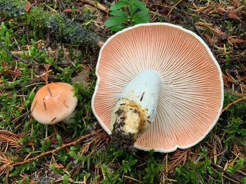 Hygrophorus fragrans