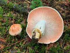 Hygrophorus fragrans thumbnail 1