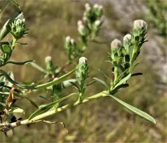 short-rayed alkali aster thumbnail 4