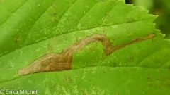 Ectoedemia quadrinotata thumbnail 1