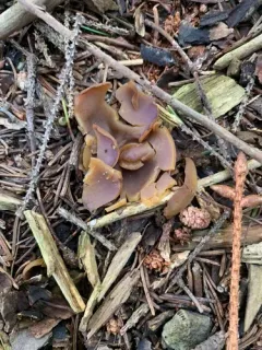 Paragalactinia michelii thumbnail 2