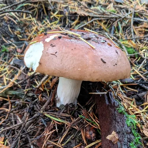 Russula mordax