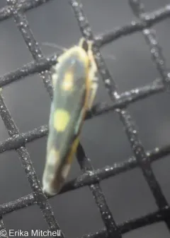 Eupteryx flavoscuta thumbnail 3