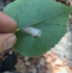 Basswood Miner Moth thumbnail 3