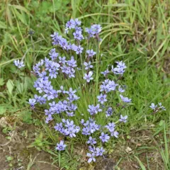 Eastern Blue-eyed Grass thumbnail 3