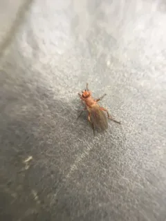 Lutomyia spurca thumbnail 2