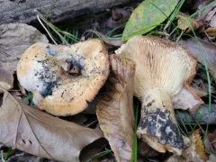 Lactarius croceus thumbnail 4