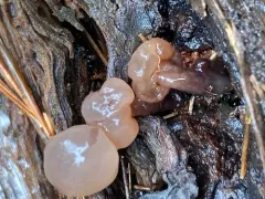 Neocudoniella albiceps thumbnail 1
