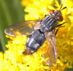 Copecrypta ruficauda thumbnail 3