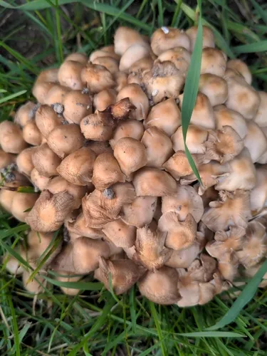 clustered brittlestem