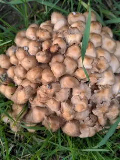 clustered brittlestem thumbnail 1