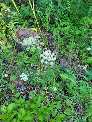 Canby's Angelica