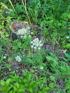 Canby's Angelica thumbnail 1