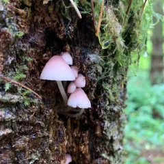 purple-edge bonnet thumbnail 2