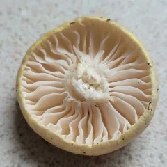 Hygrophorus odoratus thumbnail 2