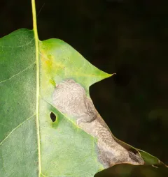 Chestnut Blotchminer Moth thumbnail 3